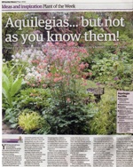 Aquilegia flower: Touchwood feature in 'Garden News' magazine, May 2012
